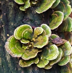 Trametes versicolor