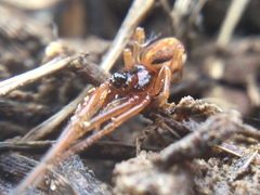 Pachygnatha autumnalis