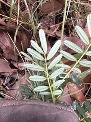 Senna barronfieldii
