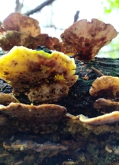 Trametes versicolor