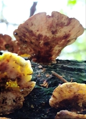 Trametes versicolor