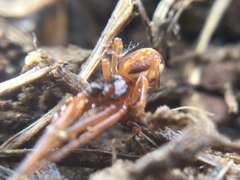 Pachygnatha autumnalis