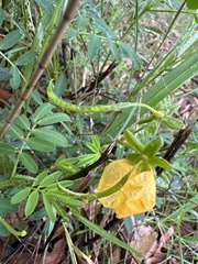 Senna barronfieldii