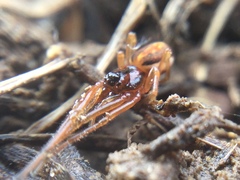 Pachygnatha autumnalis
