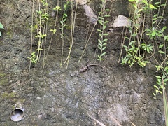 Calotes versicolor