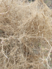 Cuscuta approximata