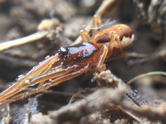 Pachygnatha autumnalis