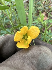 Senna barronfieldii