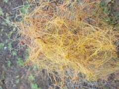 Cuscuta approximata