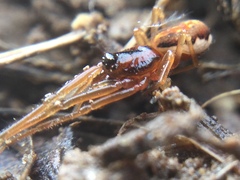 Pachygnatha autumnalis