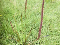 Watsonia densiflora