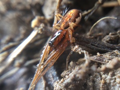Pachygnatha autumnalis