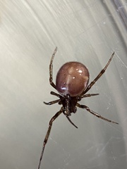 Steatoda bipunctata