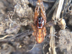 Pachygnatha autumnalis