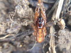 Pachygnatha autumnalis