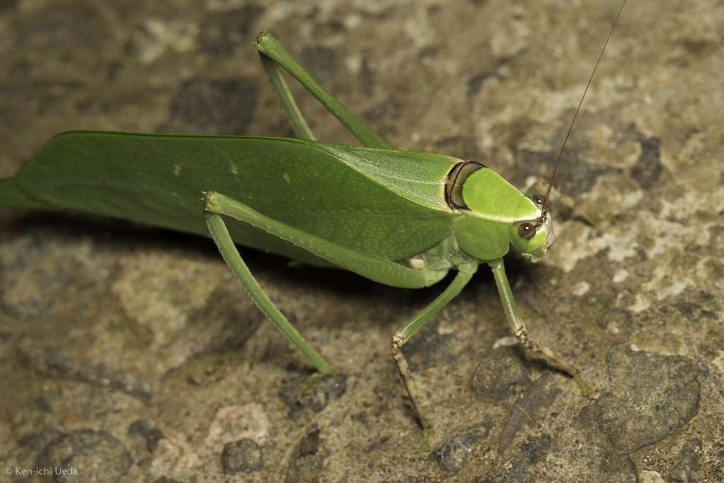 Stilpnochlora thoracica
