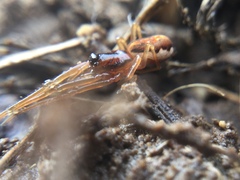Pachygnatha autumnalis