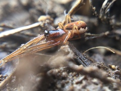 Pachygnatha autumnalis