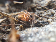 Pachygnatha autumnalis
