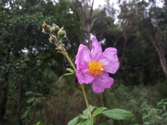 Cistus symphytifolius