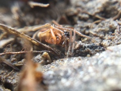 Pachygnatha autumnalis
