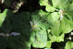 Trillium