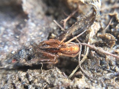 Pachygnatha autumnalis