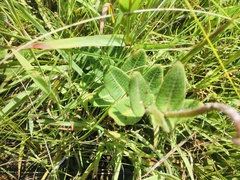 Asclepias albens