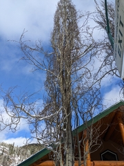 Populus