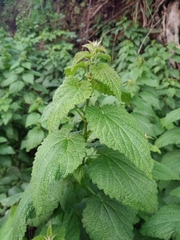 Urtica membranacea