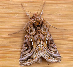 Autographa mappa