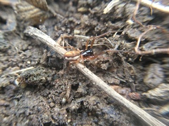 Pachygnatha autumnalis