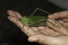 Stilpnochlora thoracica