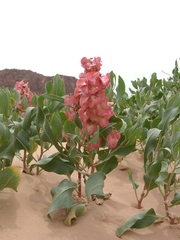 Rumex venosus