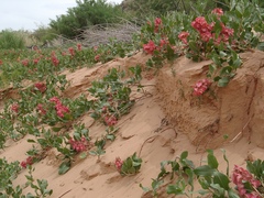 Rumex venosus