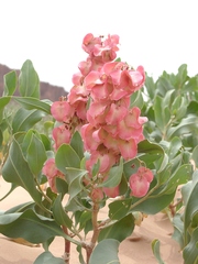 Rumex venosus