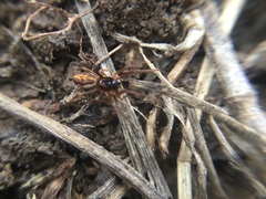 Pachygnatha autumnalis