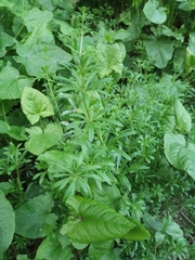 Galium aparine