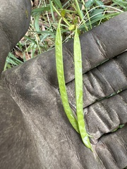 Senna barronfieldii