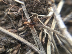 Pachygnatha autumnalis
