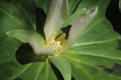 Trillium