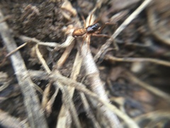Pachygnatha autumnalis