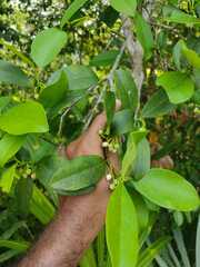 Ternstroemia tepezapote