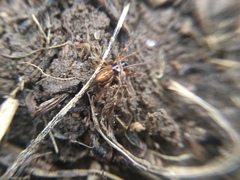 Pachygnatha autumnalis