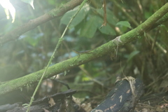 Anolis oxylophus