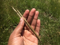 Diheteropogon amplectens
