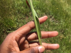 Diheteropogon amplectens