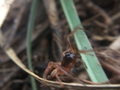 Pachygnatha autumnalis