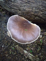 Pleurotus australis