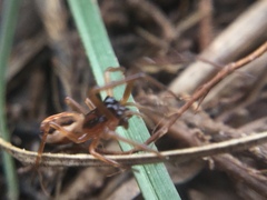 Pachygnatha autumnalis